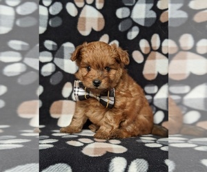 Pomeranian-Poodle (Toy) Mix Puppy for sale in LINCOLN UNIV, PA, USA