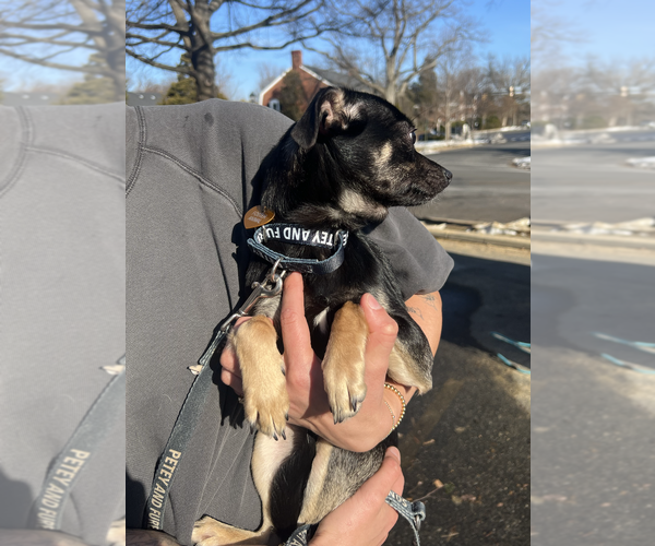 Medium Photo #2 Chihuahua-Unknown Mix Puppy For Sale in Rockville, MD, USA