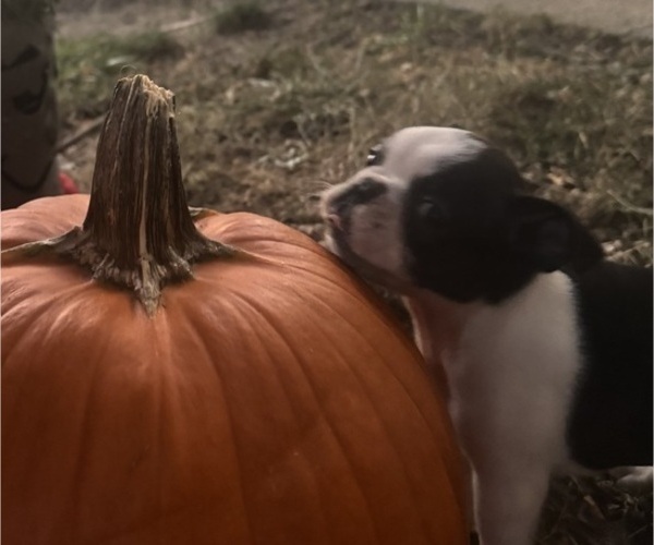 Medium Photo #5 Faux Frenchbo Bulldog Puppy For Sale in MOUNT ORAB, OH, USA