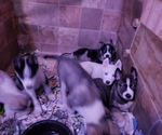 Small Photo #6 Siberian Husky Puppy For Sale in BELOIT, WI, USA