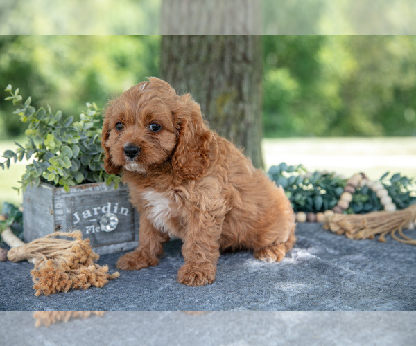 Medium Photo #1 Cavapoo Puppy For Sale in NEW CONCORD, OH, USA