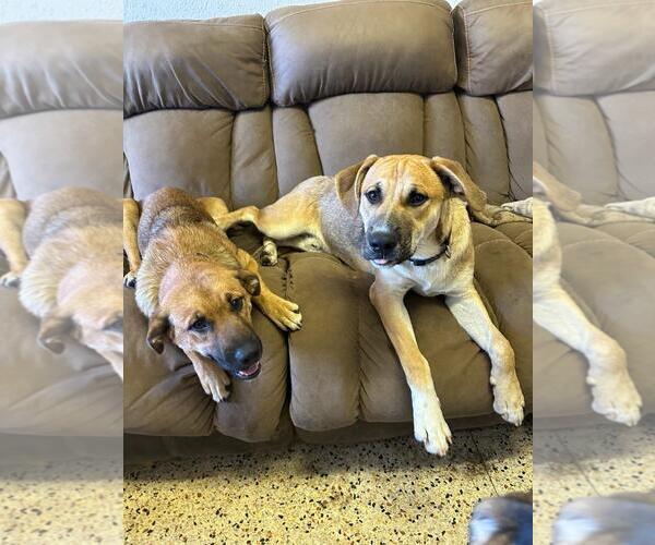 Medium Photo #4 Black Mouth Cur-Labrador Retriever Mix Puppy For Sale in Magnolia Springs, AL, USA