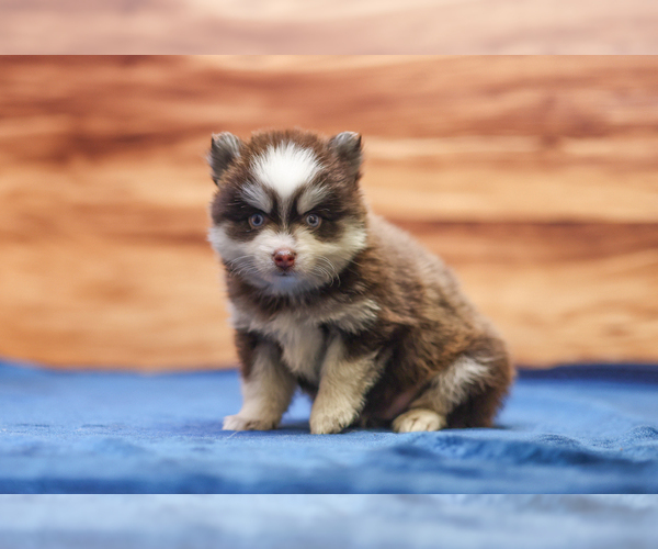 Medium Photo #8 Pomsky Puppy For Sale in DEER GROVE, IL, USA