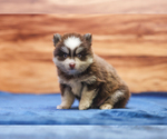 Small #7 Pomsky