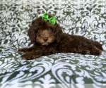 Small #2 Cavapoo (Miniature)