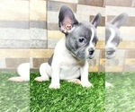 Small Photo #15 French Bulldog Puppy For Sale in BATON ROUGE, LA, USA
