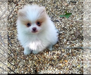 Pomeranian Dog for Adoption in MOUNTAIN HOME, Arkansas USA