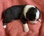 Small Photo #7 Australian Shepherd Puppy For Sale in MARATHON, IA, USA