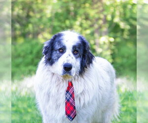 Great Pyrenees-Unknown Mix Dogs for adoption in Unionville, PA, USA