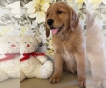 Small Photo #8 Golden Retriever Puppy For Sale in AMITY, AR, USA