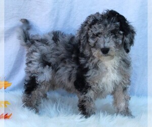 Poodle (Miniature)-Sheepadoodle Mix Puppy for sale in FREDERICKSBURG, OH, USA