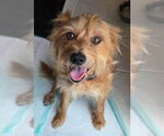 Small Cairwich Terrier