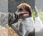 Small #11 Mutt