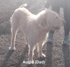 Father of the Double Doodle puppies born on 10/31/2017