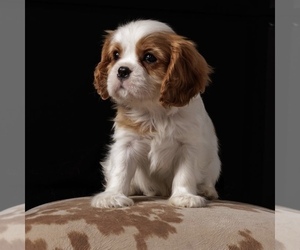Cavalier King Charles Spaniel Puppy for Sale in PHOENIX, Arizona USA