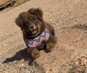 Miniature Australian Shepherd Puppy for sale in TULAROSA, NM, USA