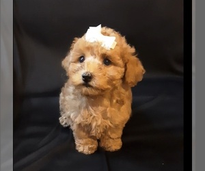 Poodle (Miniature) Puppy for sale in MANCHESTER, NH, USA