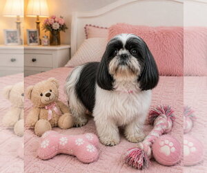 Shih Tzu Dogs for adoption in Bon Carbo, CO, USA