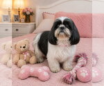 Small Shih Tzu