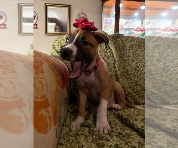 Medium Photo #2 Mutt Puppy For Sale in OKLAHOMA CITY, OK, USA