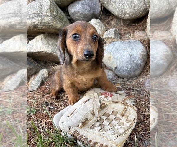 Medium Photo #3 Dachshund Puppy For Sale in MIDDLEBURY, IN, USA