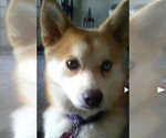 Hazel - Female Pomsky Dog for Adoption - Small photo