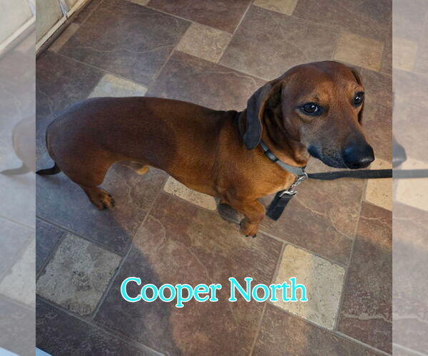 Medium Photo #7 Dachshund Puppy For Sale in San Antonio, TX, USA