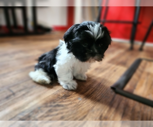 Medium Photo #1 Shih Tzu Puppy For Sale in LITTLE FALLS, MN, USA