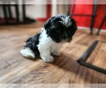 Small Photo #1 Shih Tzu Puppy For Sale in LITTLE FALLS, MN, USA