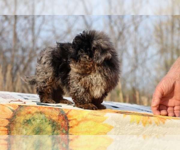 Medium Photo #31 ShihPoo Puppy For Sale in DYERSBURG, TN, USA