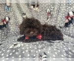 Small #7 ShihPoo