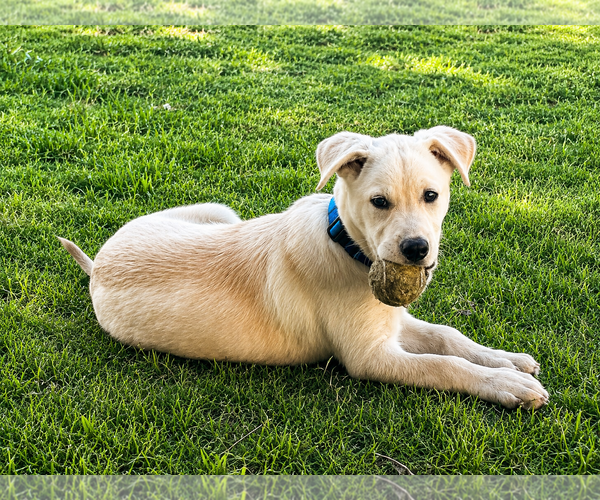 Medium Photo #2 Labrador Retriever-Unknown Mix Puppy For Sale in Clovis, CA, USA