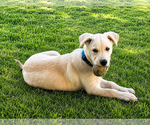 Small #1 Labrador Retriever Mix