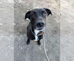 Small #5 Labrador Retriever Mix