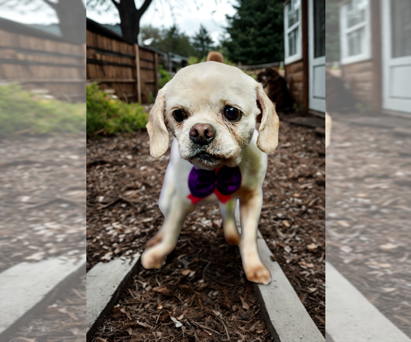 Medium Photo #2 Puggle Puppy For Sale in San Diego, CA, USA
