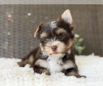 Image preview for Ad Listing. Nickname: Zoey