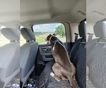 Small #4 American Pit Bull Terrier