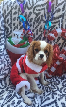 Medium Photo #5 Cavalier King Charles Spaniel Puppy For Sale in FALLBROOK, CA, USA