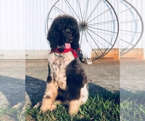 Father of the Aussiedoodle puppies born on 10/27/2022