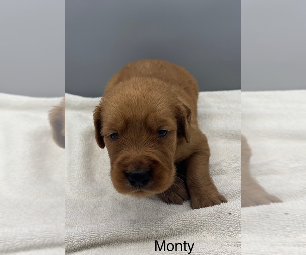 Medium Photo #6 Golden Retriever Puppy For Sale in FREDERICKSBG, OH, USA