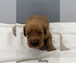 Small #5 Golden Retriever