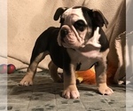 Small Photo #21 Olde English Bulldogge Puppy For Sale in CYNTHIANA, IN, USA
