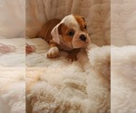 Small Photo #16 English Bulldog Puppy For Sale in ALBUQUERQUE, NM, USA