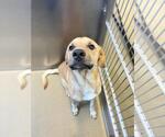 Small Labrador Retriever Mix