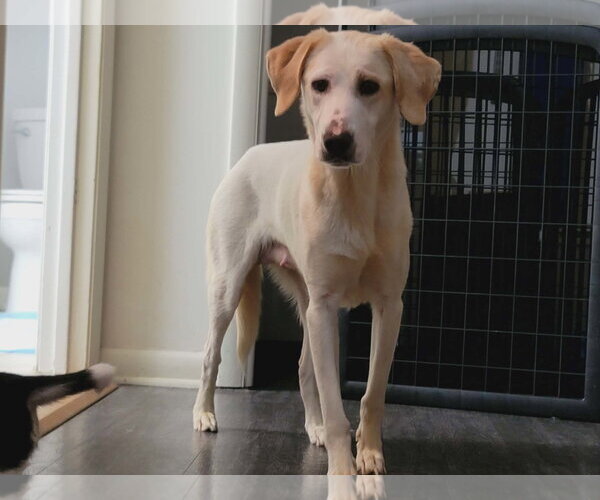 Medium Photo #1 Labrador Retriever-Unknown Mix Puppy For Sale in Holly Springs, NC, USA