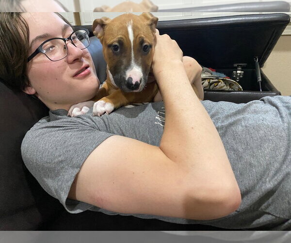 Medium Photo #3 Black Mouth Cur-Boxer Mix Puppy For Sale in Dana Point, CA, USA