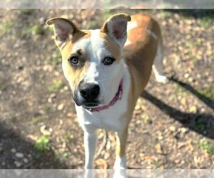 Boxer-Huskies  Mix Dogs for adoption in Waco, TX, USA