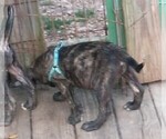 Puppy Blue Brindle Daniff