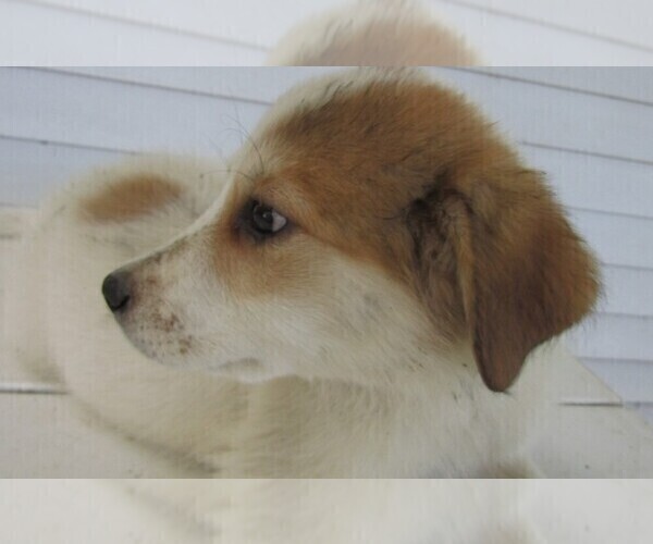 Medium Photo #7 Great Pyrenees Puppy For Sale in KALAMAZOO, MI, USA