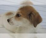 Small Photo #7 Great Pyrenees Puppy For Sale in KALAMAZOO, MI, USA